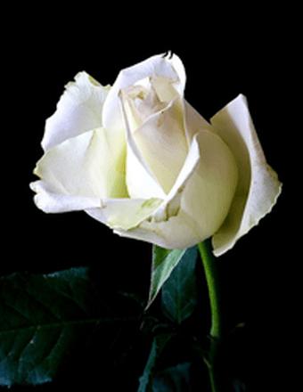 William Carl Foti Obituary