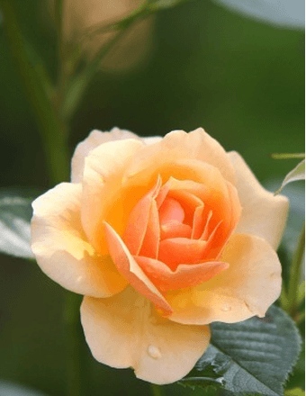 Beverly Ann Evans Obituary