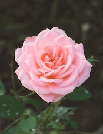 Mary Pierce Obituary