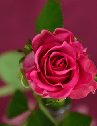 Georgina Santory Obituary