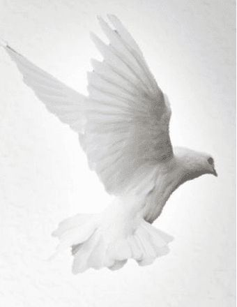 August “Larry” Lawrence Yapell Obituary
