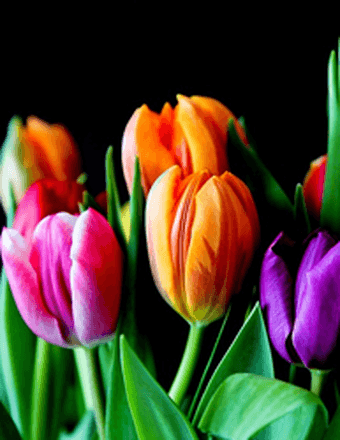 Marilyn Baldwin Tressler Obituary